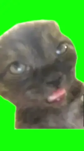 Sleepy Cat  #sleepy #sleepycat #greenscreen #templet #meme #catgreenscreen #funnycat #fypシ゚viral #cat 