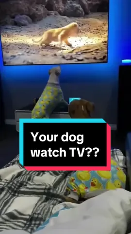Does your dog watches TV ??? #dogsoftiktok #cutedog #happydog #cutepuppy 