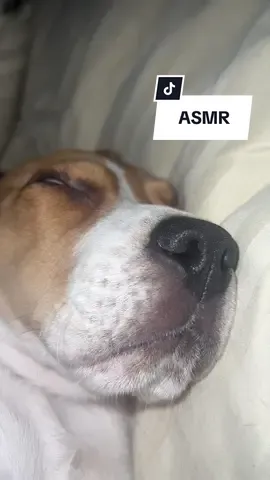 have you ever heard something more perfect? ✨ #snoringdog #puppy #beagle #beaglepuppy 