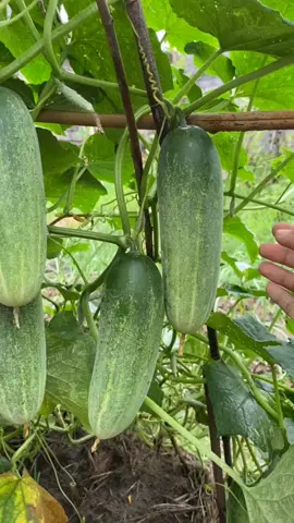 pengen yang seger seger... Alhamdulillah dikasih panen timun 😍😍 #panenbuah  #panendikebunsendiri  #buahtimun🥒 