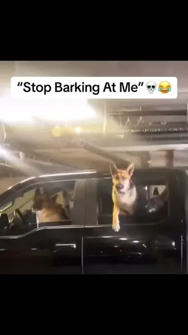 #duet with @sheistyshorts #dogs this was the funny interaction between dog and hooman sooooo hooman like 🤣🤣#pet #imtelling #funnydogs #fyp #fypシ゚viral 
