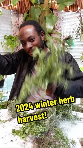 Herbs from my 2024 pre-freeze harvest 😎🌿 #gardenharvest #lavender #thyme 