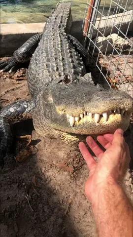 Gator bellowing! The first clip is Casper bellowing a few years ago, and the last clip is him bellowing just this morning during my tours! 🐊😤🐊 So impressive to hear in person, but even more impressive to FEEL the vibrations, because this close I can feel it move through my whole body!  They even used gator bellow sounds in the T-Rex roar in Jurassic park! Alligators bellow to convey health and size information to surrounding gators for breeding, social, and territorial reasons. They bellow year round but with much more frequency in the breeding season. The sound emitted directly correlates to the gator’s size, providing an accurate size estimate to whoever is listening(and knows what to listen for!)When male alligators bellow, the powerful low frequency sound waves actually cause the water over their backs to bounce up, creating a “water dance” as you can see here.  ~~~You can come swim with me and Casper! If you want to come join you can book online now, go to www.crocodilechris.com Let me know if you want to go! Observation and photos only at @evergladesoutpost and tour participants are separated from gators by safety fence. Remember all the gators you see me working with are rescue nuisance gators, caught from the wild as big as you see them now! The state kills 7k-8k each year. We volunteer our time to catch & rescue them and bring them to sanctuaries, unpaid. Wetsuit by @cressi1946  #Educational #EducationalVideo #AnimalEducation #EducationalPurposes  #glades #southflorida #Miami #glades #reptile #reptilesofinstagram #underwaterphotography #gatortour #underwatergatortour #thingstodoinmiami #subaruambassador 