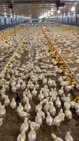 Penjarangan pun tiba 🐥💸 #fypシ #broilerchicken #broiler #ayam #closehouse #peternak #pekalongan #xyzbca #foryou #clousehousebroiller #ayambroiler 