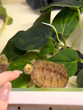 Ｍｏｍｅｎｔ Ｏｆ Ｊｏｙ 🌈🐢😊 | #turtle #turtles #turtletok #turtletiktok #turtlesoftiktok #turtlelover #turtlelovers #funnyturtle #turtlefunny #babyturtle #babyturtles #fyp #trendingvideo #pet #pets #PetsOfTikTok #petlover #turtoise #aquariummalaysia #aquatic #aquaticmalaysia #happyvideo #funnyvideo #aquatic.my #水族馆 #鱼缸 #乌龟 #宠物 