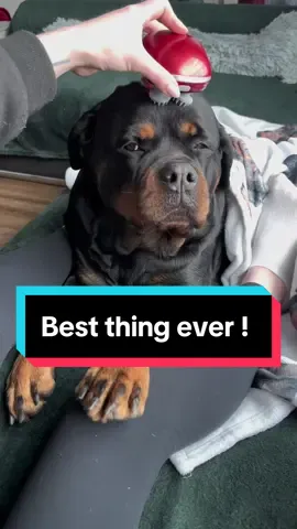 OMG ! this is the best gadget for her, better than scratching #rottweiler #dog #massager #headmassager 