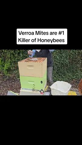 Mite Treatment #Verroa mites #mites #beekeeper #beekeeping #fyp #foryoupage #foryourpage #beecharmer 