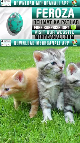 bili ka ghar me hona -- Billi ke bache - Imam Ali as - Moula e Kainat Imam Ali as - ilm e Jafar -- Roohani ilaaj - ilm e Jafar ~ Must Watch ||  Very Important Video | Moula e Kainat | Babul ilm | Mehrban Ali | Mehrban TV | Mehbrban Shamsi | Mehrban Sabzwari | Mehrban Tabrizi | #ImamAli #qoutes #qoutesoftheday #aqwalezareen #Aqwal #QOL #Qoul #reels #reelsinstagram #shorts #ShortVideoStatus #shortvideoads #status #whatsappstatus  Ager apko Pather/Stone, Kamiyabi ki Angoothi, Taweez ya Imam Zamin Chahiye to es number pe contact kren: +92 304 111 99 49 https://mehrbanali.com/mehrbanstones Please download Mehrban Ali App for Free Wazaif and updates https://play.google.com/store/apps/details?id=com.shahzadseraj.mehrban&hl=en&gl=US WhatsApp +92 3000 11 00 67 WhatsApp + 92 300 300 4211 WhatsApp +92 301 8210500