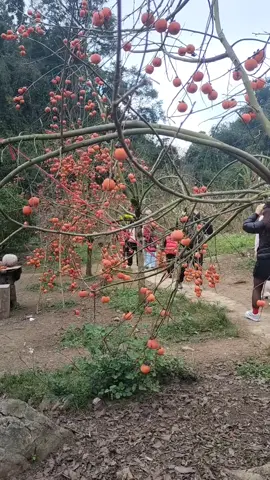 vườn hồng ánh Tuyết sẽ để được đến qua tết âm lịch nhé cả nhà.