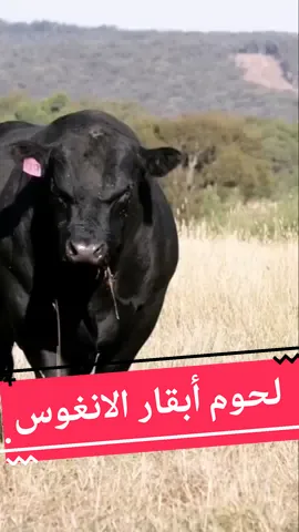 لحم أبقار الانغوس واحدة من أفضل سلالات البقر لإنتاج اللحوم في العالم #بقر #أبقار #بقرة #الانغوس #لحم_البقر #Angus #anguscow #اكسبلور #pourtoi @TikTok @معلومة جديدة_New Information @معلومة جديدة_New Information @معلومة جديدة_New Information 