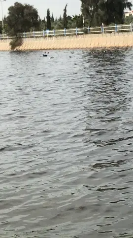 #فولو_اكسبلور #جامعه #تكنو #بحيره #fyp #ixplore #💕💕💕 