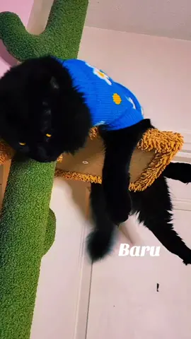 Eres Especial🐈‍⬛😍#baru #catmom #catdadsoftiktok #baruandnaru #smartcats 