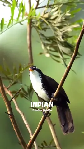 Indian Scimitar Babbler, Cucak Kopi India. #indianscimitarbabbler #scimitarbabbler #cucakkopi #cucakkopiindia #burung #kicaumania #birds #animals #satwaliar #satwa #satwalangka #fyp 