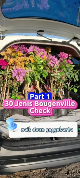 Cek id Bougenville part 1 by naik daun jogja👉👉👉 #grosirbougenvillejogja #bougenvillejogja #bougenville #CapCut #fyp 