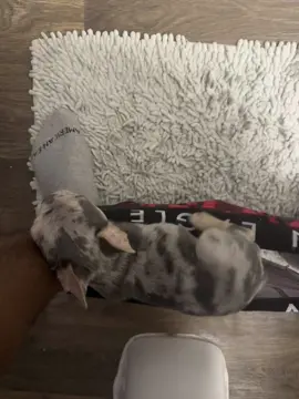 personal space is non existent when it comes to owning a dog #frenchbulldog #frenchiesoftiktok #fypシ #frenchie #Love #puppylove #puppytiktok 