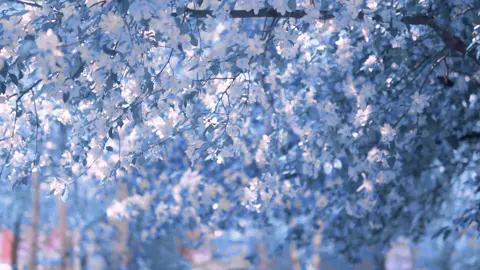 #blue #flower #vibe #fyp 