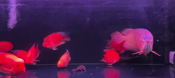 Bé bự chào cả nhà 