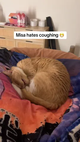 #ekekekkekkek 😷 (ig: 9xdevelopurr) #lifewithcats 