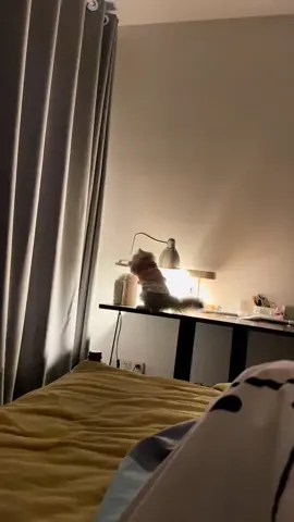 #cat #catsoftiktok #PetsOfTikTok 