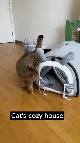 #cat #catsoftiktok #cute #catbed 