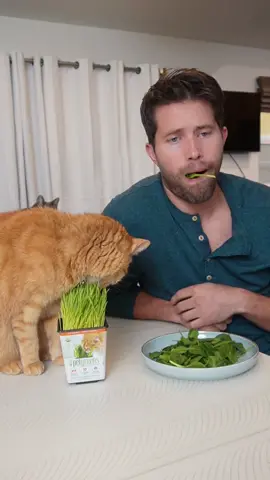 As long as the kitties love their @Pet Greens  I’ll keep my New Year’s resolution. Salad Sundays 👍🏻 