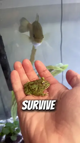 Frog Vs. Fish = #catfish #petbass #fyp #viral #abcxyz #pacmanfrog 