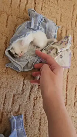 #Love #cute #baby #weasel #pet #cute #ласка #uwu 