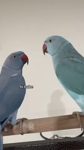 when you constantly need attention🤣💙 #indianringneck #talkingparrot #Love #fyp #foryoupage 