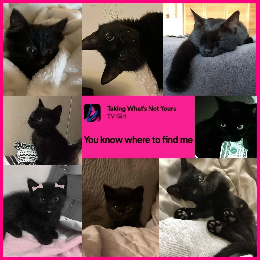 #cats #tvgirl #takingwhatsnotyours #music 