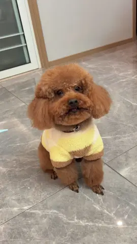 Miễn trình bày, tôi check camera hết rồi 😌 #cunyeu #fyp #dog #cute #pet #thucung #poodle #bunquystoc 