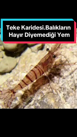 Teke karidesi.Balıkların Hayır Diyemediği Yem 😁#CapCut #olta #lüfer #balık #balıkavı #balıkçılık #denizci #oltabalikçiliği #balik #balıkçılık🐠🐠🐠 #ençokizlenen #balıkçı #levrek #lrf #yem #karides #levrekavı 