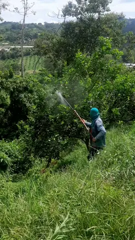 Modelo de Fumigación. Aplicación Foliar. Garantiza una excelente cobertura con la presión adecuada y el volumen ideal. #citricos #agriculture #LIMON #Lima #citrus #fumigacion #fumigaciones 