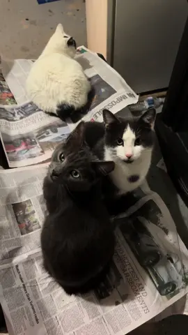 Winter storm🥶#keepingwarm#feralcatrescue🥰#feralcatsoftiktok#coldstraycats