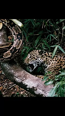 #junglecat #classicsdocumentary #1960 #tiktok 