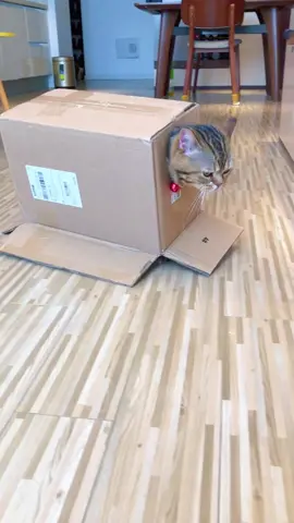 This cardboard box moves!#cat#catsoftiktok#fyp#funny