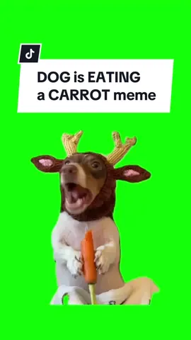 #CapCut DOG is EATING A CARROT.  #greenscreen #greenscreenvideo #greenscreenoverlays #fyp #fypシ #fypage #fypppppppppppppppppppppppppppppppppppppppppppppppppppppppppppppppppppppp #fyppage #fypシ❤️💞❤️ #meme #memes #memestagram #freefirememe #memepage #viral #viralvideos #viralreels #viralvideo #viralpost #meme2024 #dog #dogsofinstagram #dogs #mathias777dogs #mathiaslovedogs #dogmeme #dogmemes 