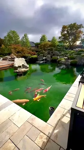 Làm thuê bao giờ mới có cơ ngơi này để tìm được người thương #hoca #koi #sanvuon #thietkenhadep #thicongtrongoi #nhavuon #caycanh #bonsai #leanontiktok #asiancup2023 #giaitritiktok #videoviral #garden#garipond #koifish #landscape #relax #chill #fyp #ductrilandscape 