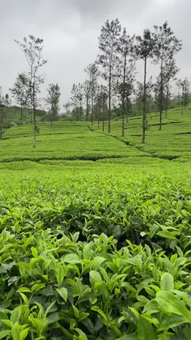 Nih kalau buat Story #kebunteh #storyalam #mountvibes 