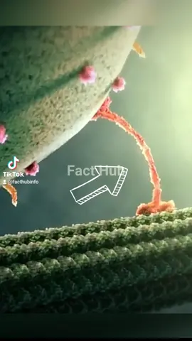 Kinesin Protein 🤯 Unique Protein ⚡ #amazing #viral #trending #foryou #Science #biology ology #facts #foryou #fyp #fypage #interestingfacts