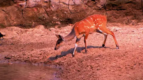 A Very Lucky Bushbuck - Escapes from Crocodile #crocodile #animals #wildanimals