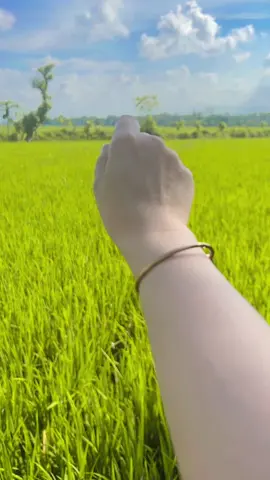 Awas kena tembak 🤣😜 #sawah #sawahbelakangrumah #sawahorang #panen #panenpadi #fyp #masukberanda #soundviral #sound #anakkampung 