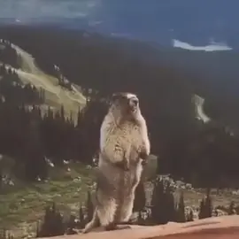 это видео у меня залетело на прошлом акке может и сейчас тоже.  #крик #суслик #кричащий_суслик #горы #криксуслика #смешно #смех 