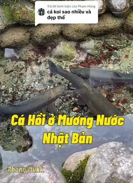 Trả lời @Phạm Hùng ở nhật mương nước có cả cá hồi #cuocsongnhatban #nhatban #japan #phongmukk #cuocsongnhat 