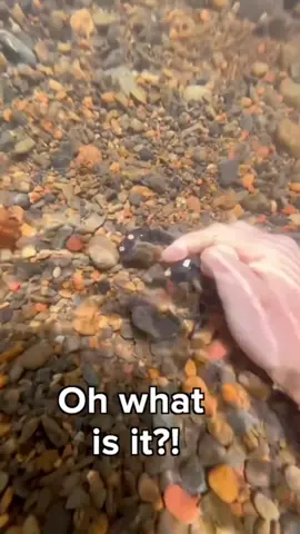 Omg #satisfying #asmr #amazing 