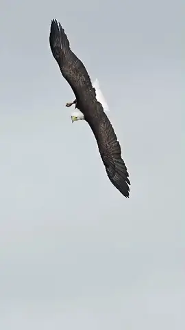 target lock....#elang #fyp