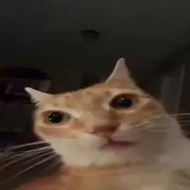 god help these kitties (they're all gone insane) #catcore #breakcore #dnb #catsoftiktok #cattok #sillycat #edit #foryou #foryoupage #fyp #lyoshnka 