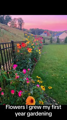 Easy flowers for your first year gardening! A mix of both perennials and annuals! Perfect for any beginner #flowergarden #flowers #gardener #garden #dahlia #backyardvibes #fyp #relax #beauty #nature #colors #happyplace #colorful #peaceful #tipsandtricks 