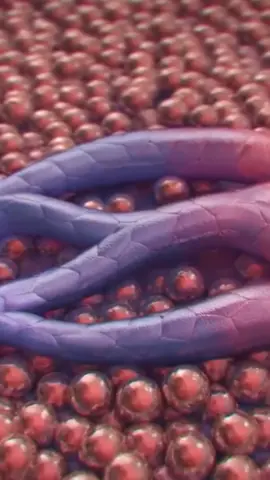 Blood flow in Blood vessels... An animation shows how blood moves in arteries.. #fypシ゚viral #body #cells #humanscience #education #Science #foryourpage #animation #viral #blood #arteries #veins 