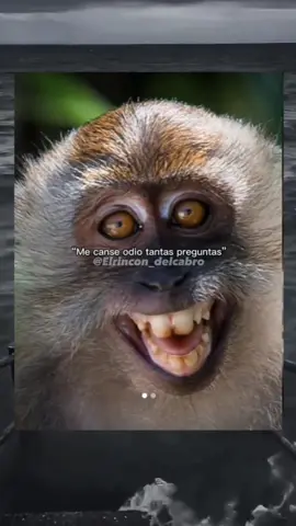sopa du macaco🐒 #memes #humor #foryou #parati #trends 