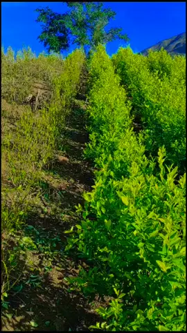 #fypシ゚ #foryou  #cultivosdecoca 